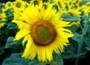 Anbau von Sonnenblumen kaum noch attraktiv