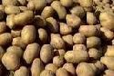 Anbauflche fr Kartoffeln wird immer kleiner