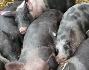 Bayerischer Schweinebestand schrumpft