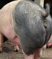 Deutsche Landwirte halten weniger Schweine 