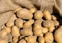 Ernte im Internationalen Jahr der Kartoffel in MV nur mäßig
