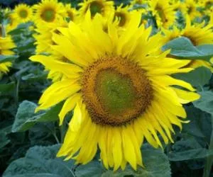 Ernteprognose Sonnenblumen
