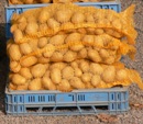 Frühkartoffelsaison 2009