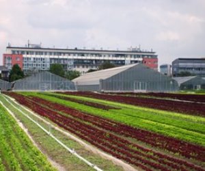 Gemüseanbau