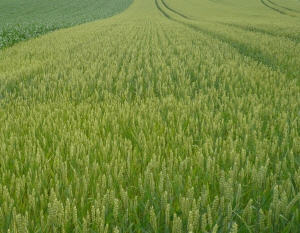 Getreideanbau in Bayern
