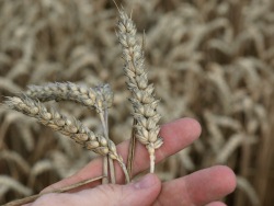 Getreideernte 2020 Baden-Württemberg