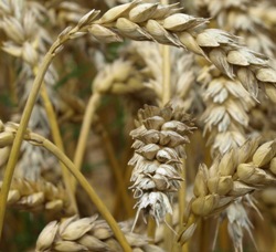 Getreideernte Frankreich 2017