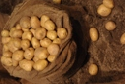 Immer weniger Kartoffel-Anbau im Nordosten