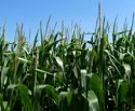 In Bayern weniger Getreide, aber mehr Silomais angebaut