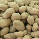 Kartoffelanbau bedarfsgerecht planen  