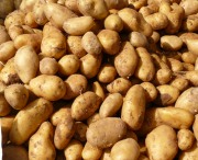 Kartoffelangebot 2008