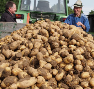 Kartoffelernte 2020 Sachsen-Anhalt