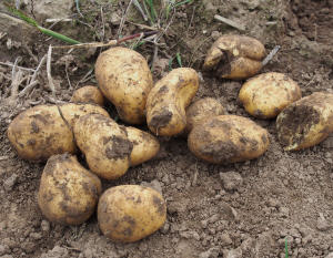 Kartoffelernte 2020 Thüringen
