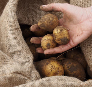Kartoffelernte 2022 Brandenburg