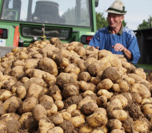 Kartoffelernte 2023 Sachsen