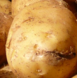 Kartoffelernte Nidersachsen 2015
