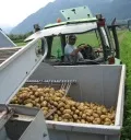Kartoffelernte in NRW luft auf Hochtouren