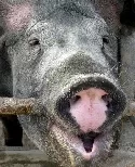 Neuer Tiefstand bei Schweinebestand in Rheinland-Pfalz