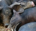 Rckgang des Schweinebestandes in Sachsen-Anhalt