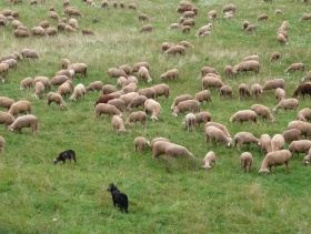 Schafe in Baden-Württemberg 2016