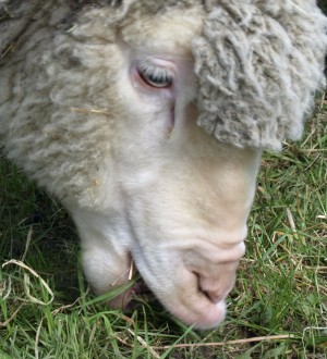 Schafe in Thüringen
