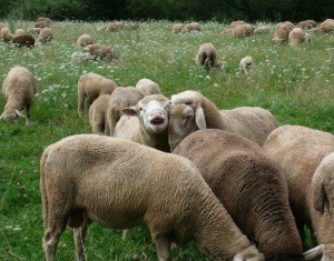 Schafhaltung in Bayern
