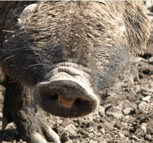 Schutz vor Schweinepest