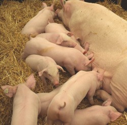 Schweine in Thüringen