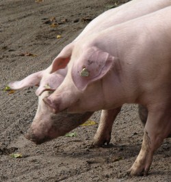 Schweinebestände Österreich 2015