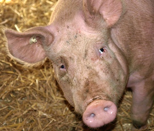 Schweinebestände in Dänemark