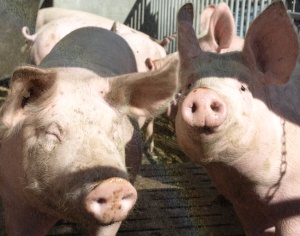 Schweinebestände in Sachsen Anhalt 2018