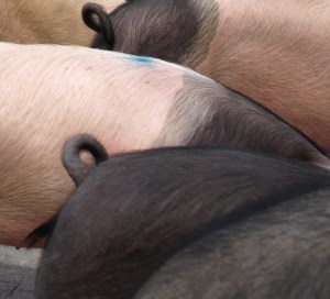 Schweinebestand 2021 NRW