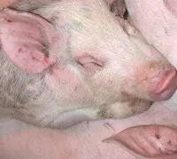 Schweinebestand Baden-Wrttemberg 2013