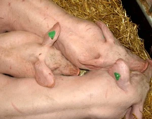 Schweinebestand Brandenburg 2013