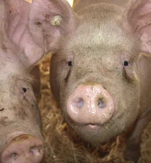 Schweinebestand sterreich 2014