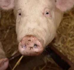Schweinebestand in Baden-Wrttemberg 2016