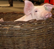 Schweinebestand in Baden-Württemberg