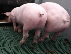 Schweinebestand in Bayern