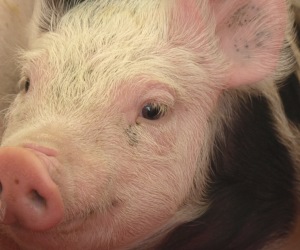 Schweinebestand in Mecklenburg-Vorpommern