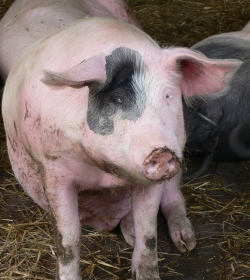 Schweinebestand in NRW 2016