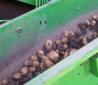 Thüringer Kartoffelernte konstant