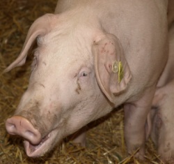 Schweinehaltung Thüringen